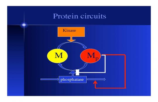 Switches Oscillators and The Cell Cycle Www mathtube switches-oscillators-and-the-cell-cycle-www-mathtube