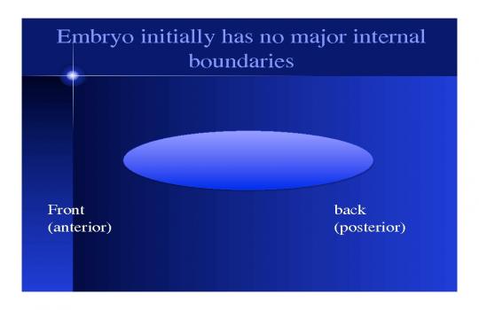 Diffusion, Reaction, and Biological pattern formation | www.mathtube.org
