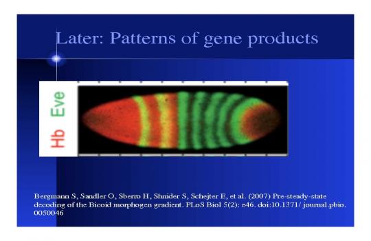 Diffusion, Reaction, and Biological pattern formation | www.mathtube.org