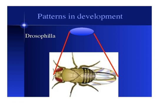 Diffusion, Reaction, and Biological pattern formation | www.mathtube.org