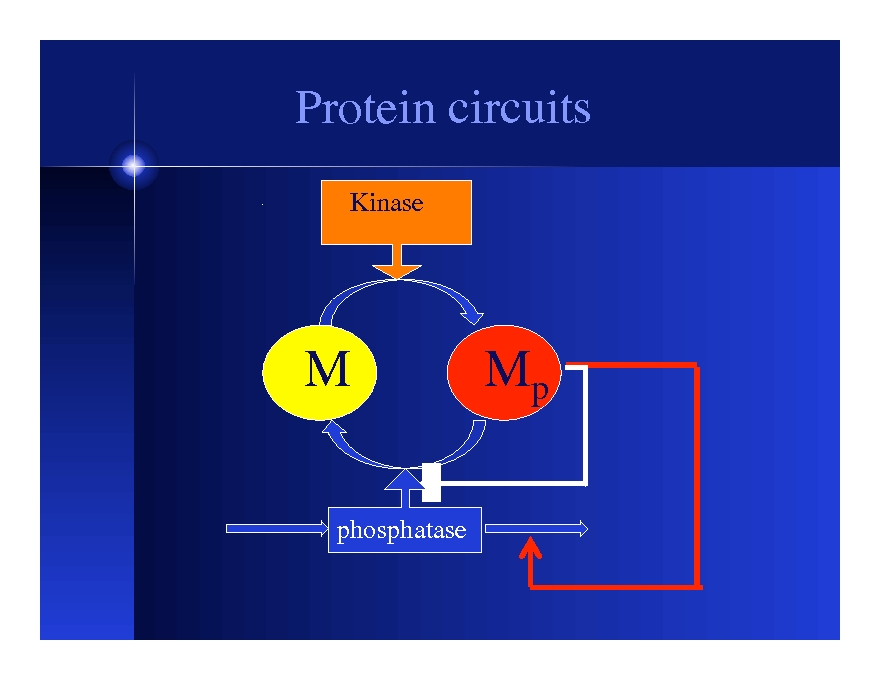 Switches, Oscillators (and the Cell Cycle)
