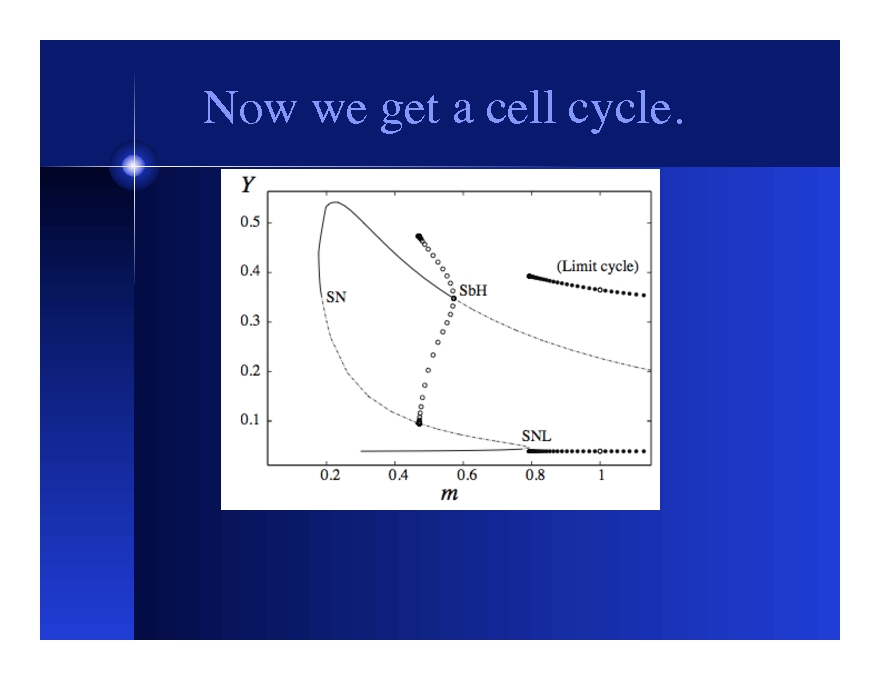 Switches, Oscillators (and the Cell Cycle)
