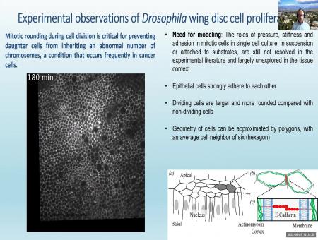 Combined modeling and experimental study of the interplay between tissue growth and shape regulation during Drosophila wing disc development