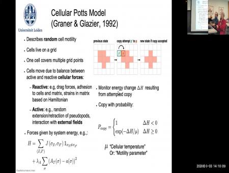 Mathematical models of cell and extracellular matrix interactions in animals and in plants
